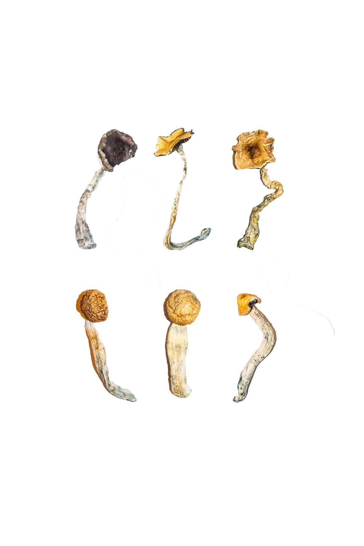 Magic-Mushroom-Sampler-Kit-Tasting-Menu.jpg